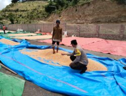 Langkah Kongkret Bhabinkamtibmas Polsek Sanggar Bantu Proses Pengeringan Jagung Warga Dukung Ketahanan Pangan Nasional