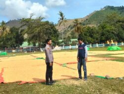 Hasil Panen Jagung Warga Tidak Maksimal, Bhabinkamtibmas Lakukan Pemantauan