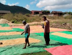 Bhabinkamtibmas Taropo Pantau Proses Penjemuran Jagung Warga Dukung Program Ketahanan Pangan