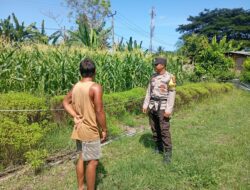 Dukung Program Asta Cita Swasembada Pangan, Bhabinkamtibmas Desa Maluk Lakukan Monitoring Lahan Jagung Warga