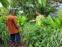 Dukung Ketahanan Pangan, Bhabinkamtibmas Seteluk Atas Pantau Lahan Pangan Bergizi Warga