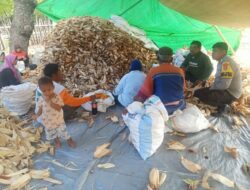 Bhabinkamtibmas Desa Kiantar Dampingi Warga Panen Jagung, Dukung Ketahanan Pangan Lokal