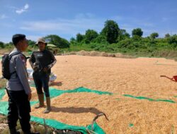 Bhabinkamtibmas Calabai Pantau Panen Raya Dukung Ketahanan Pangan