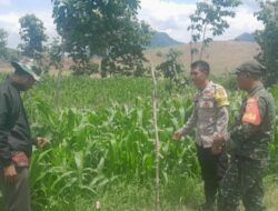 Kolaborasi Bhabinkamtibmas dan Babinsa Desa Goa Terus Bergerak Dampingi Petani Jagung Sukseskan Ketahanan Pangan Nasional