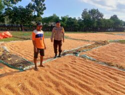 Bhabinkamtibmas Desa Marada Pantau Kegiatan Panen Warga, Dukung Program Ketahanan Pangan Nasional