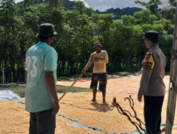 Dukung Ketahanan Pangan, Bhabinkamtibmas Desa Daha Pantau Penjemuran Jagung Milik Warga