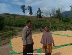 Wujudkan Ketahanan Pangan, Bhabinkamtibmas Desa Adu Pantau Penjemuran Jagung Milik Warga