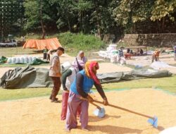 Bhabinkamtibmas Polres Bima Kota Pantau dan Bantu Warga Jemur Jagung di Desa Binaan