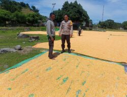 Dukung Ketahanan Pangan Nasional, Bhabinkamtibmas Desa Marada Lakukan Pemantauan Hasil Panen Warga