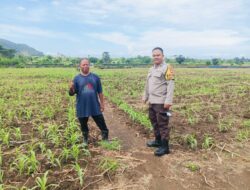 Sukses Panen Jagung, Bhabinkamtibmas Desa Sekongkang Bawah Motivasi Petani pada Musim Tanam II, Wujudkan Program Asta Cita
