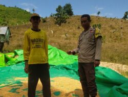 Bhabinkamtibmas Desa Ranggo Pantau Penjemuran Jagung Warga, Dukung Ketahanan Pangan Menuju Indonesia Emas 2045
