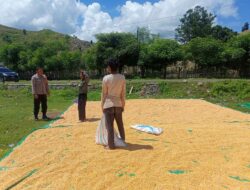 Dukung Ketahanan Pangan Nasional, Bhabinkamtibmas Marada Lakukan Pemantauan Hasil Panen Warga