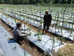 Bhabinkamtibmas Desa Bukit Damai Dampingi Warga Dalam Program Ketahanan Pangan Bergizi