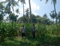 Dukung Program Asta Cita Swasembada Pangan, Bhabinkamtibmas Desa Senayan Sambangi Petani Jagung Musim Tanam Tahap II