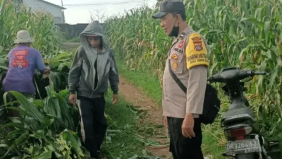 Bhabinkamtibmas Dampingi Panen Jagung di Ombe Baru Dukung Swasembada Pangan
