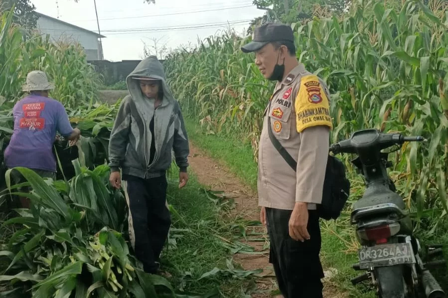 Bhabinkamtibmas Dampingi Panen Jagung di Ombe Baru Dukung Swasembada Pangan