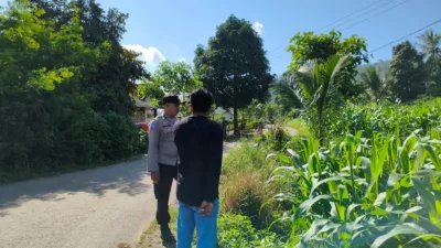 Ketahanan Pangan Diperkuat, Petani Mareje Timur Didampingi Langsung Bhabinkamtibmas