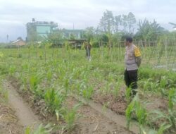 Bhabinkamtibmas Desa Beleka Dorong Ketahanan Pangan Lewat Silaturahmi Petani