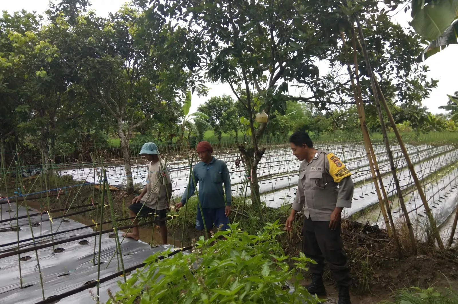 Bhabinkamtibmas Desa Kediri Dukung Ketahanan Pangan Lewat Sambang Petani