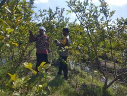 Kunjungan Bhabinkamtibmas ke Petani Jambu Kristal di Lombok Barat