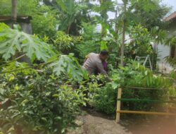 Gerung Kembangkan Ketahanan Pangan Lewat Kolaborasi Warga dan Polisi