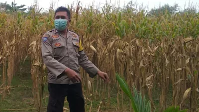 Sinergi Polri-Petani di Jagaraga untuk Swasembada Pangan