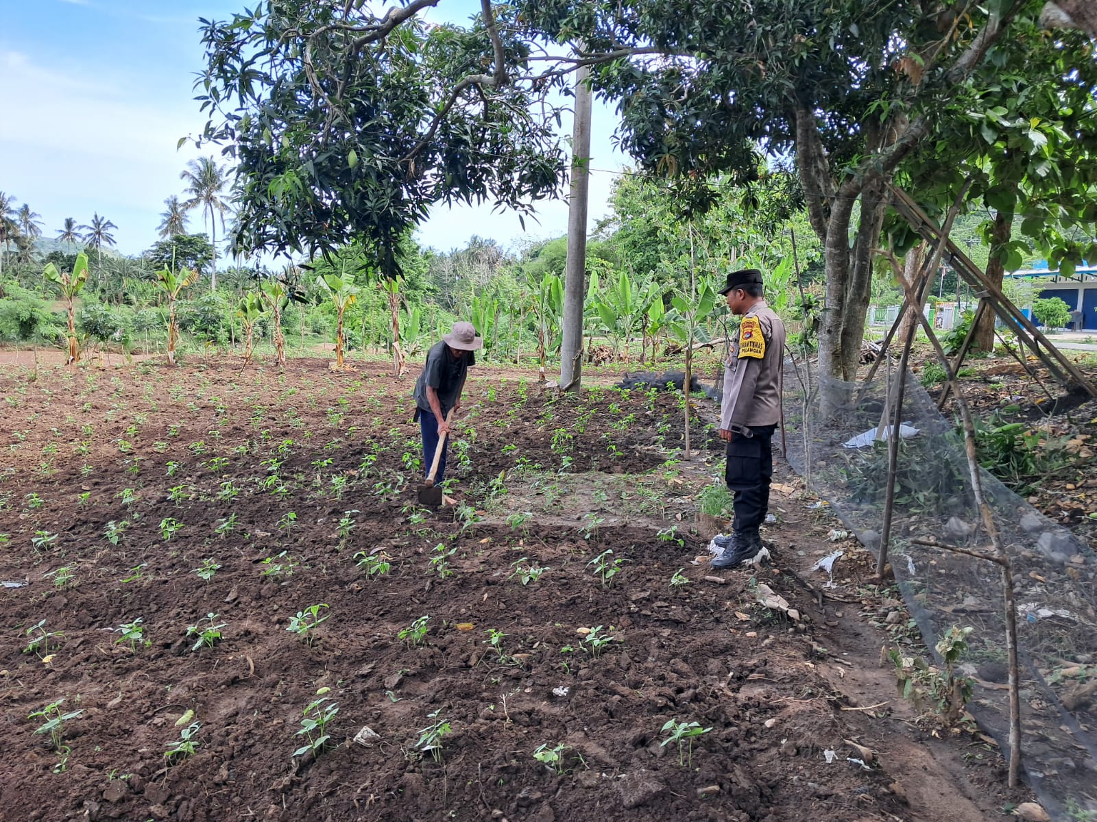 DDS Polsek Sekotong Dorong Pemanfaatan Lahan Pertanian Warga