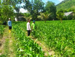 Polisi dan Petani Kolaborasi Wujudkan Ketahanan Pangan di Sekotong