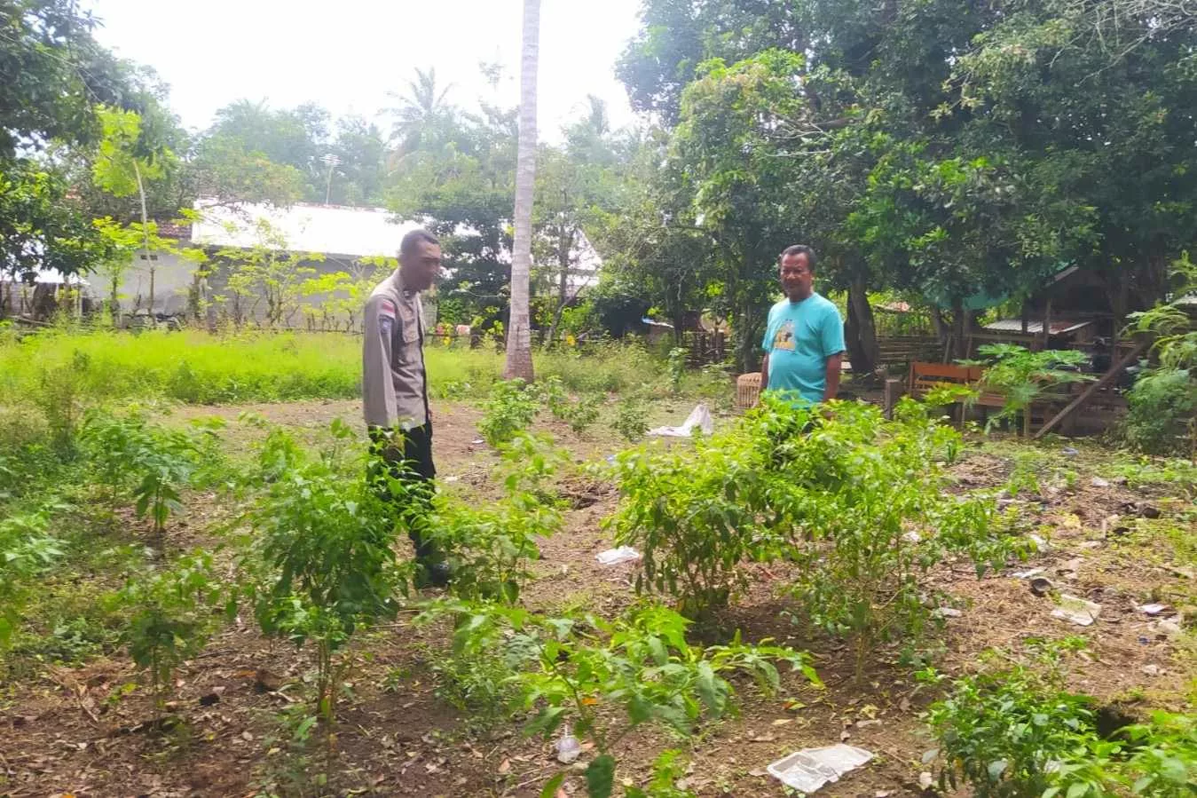 Dukung Ketahanan Pangan, Polisi Edukasi Warga Sekotong Tanam Cabai