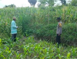 Polres Loteng Tinjau Lahan Jagung Warga di Pandan Tinggang, Perkuat Ketahanan Pangan.  ‎