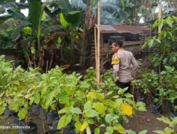 Sinergi Polri dan Pemuda Dorong Swasembada Pangan di Kuripan