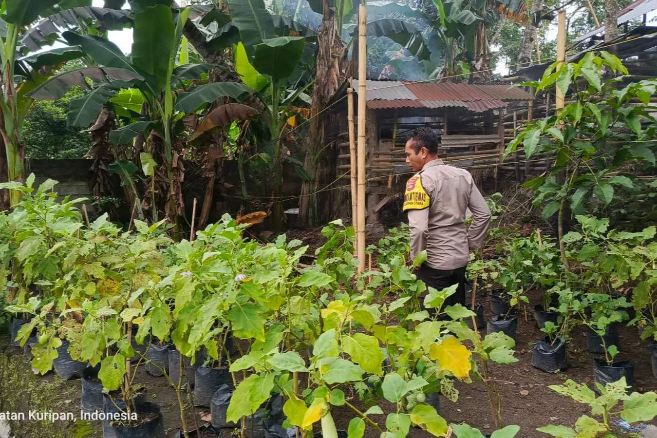 Ketahanan Pangan Dimulai dari Dusun Pesongoran, Lombok Barat