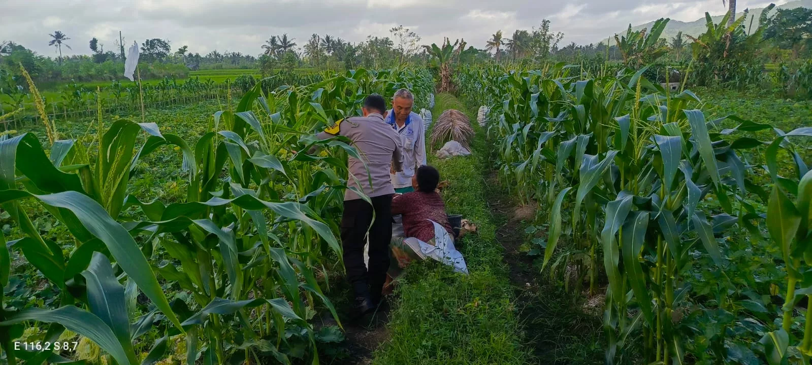 Kuripan Utara Siapkan Pola Tanam Adaptif di Musim Tak Menentu