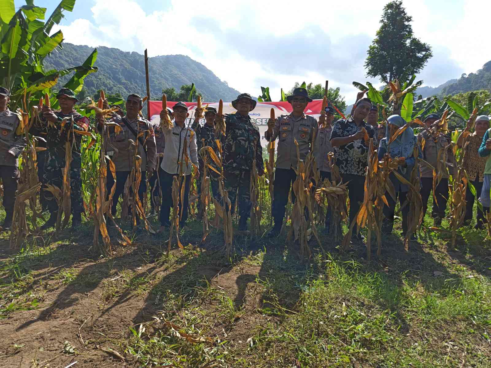 Panen Raya Jagung Serentak di Batulayar, Langkah Nyata Wujudkan Swasembada Pangan 2025 (5)