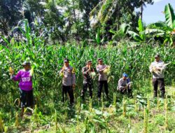 Panen Raya Jagung di Lombok Barat, Wujud Sinergi TNI-Polri dan Petani