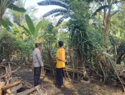 Pekarangan Bergizi Jadi Solusi Ketahanan Pangan di Desa Montong Are