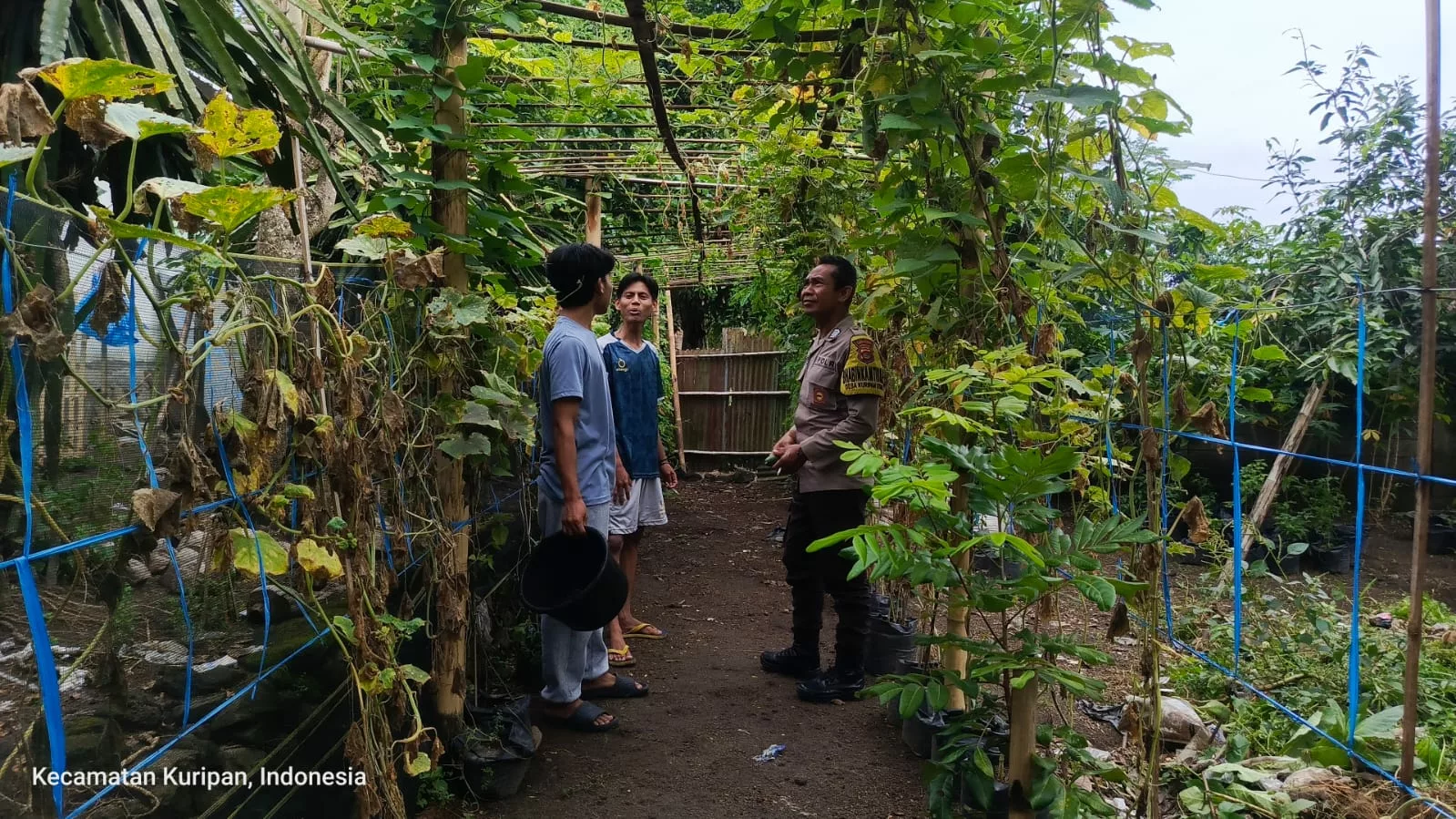 Pemuda Pesongoran Bergerak Wujudkan Kemandirian Pangan
