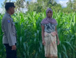 Aipda Nengah Sugiartha Edukasi Petani Jagung di Dasan Geres Soal Pangan