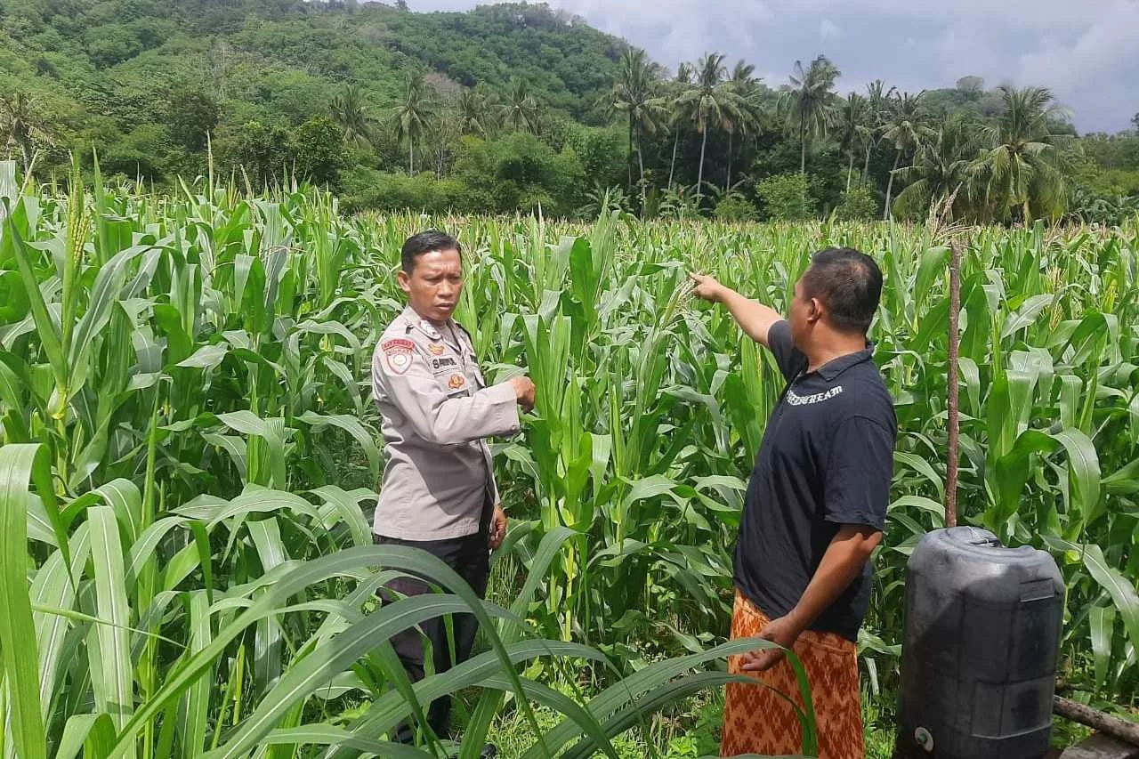 Polri Hadir di Ladang Jagung Sekotong, Dorong Stabilitas Pangan