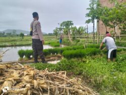 Polri Pantau Langsung Tanam Padi di Desa Lelede, Lombok Barat