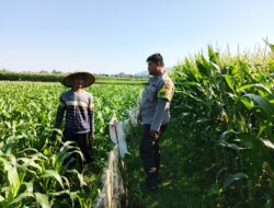 Peran Polri Dukung Petani Jagung di Jelateng Sedenggang, Lombok Barat