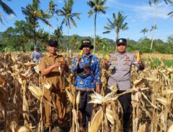 Polsek Gerung Dampingi Panen Jagung di Giri Tembesi