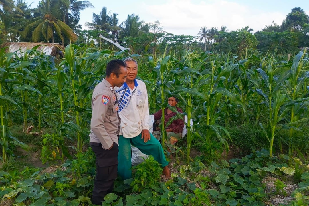 Sinergi Polisi dan Petani Wujudkan Ketahanan Pangan di Kuripan Utara