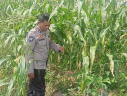 Polisi Dukung Petani: Sinergi Jaga Kamtibmas dan Pangan di Desa Beleka
