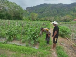 Bhabinkamtibmas Desa Benete Dampingi Petani Sayur Sukseskan Ketahanan Pangan di Desa Binaan