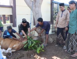 Polres Lombok Utara Rayakan Idul Adha Dengan Pemotongan Hewan Kurban