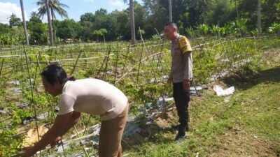 DDS Bhabinkamtibmas Sekotong Perkuat Ketahanan Pangan Desa