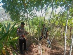 Semarak HUT Bhayangkara Ke-79, Polsek Soromandi Ikuti Lomba Pekarangan Pangan Bergizi