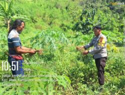 Bhabinkamtibmas Desa Luk Wujudkan Ketahanan Pangan, Bantu Panen dan Edukasi Warga