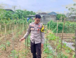 Bhabinkamtibmas Desa Tapir Dampingi Pengelolaan Pekarangan Pangan Bergizi, Dukung Program Asta Cita Swasembada Pangan